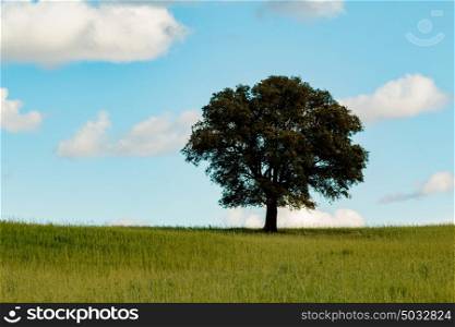 Beautiful landscape with a lonely holm oak in the meadow