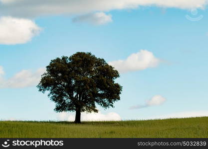 Beautiful landscape with a lonely holm oak in the meadow