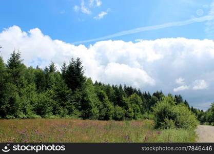 beautiful landscape with great white cloud above the forest