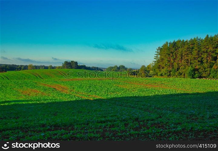 Beautiful landscape with green rape fields under blue sky in Poland.Horiontal view.