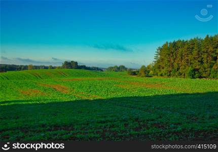 Beautiful landscape with green rape fields under blue sky in Poland.Horiontal view.