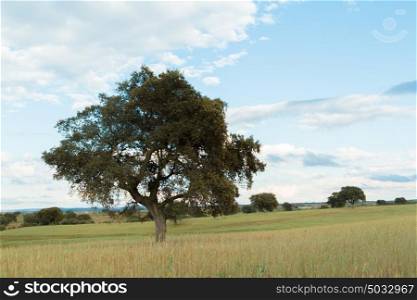 Beautiful landscape with holm oaks in the meadow