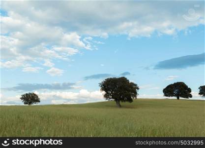 Beautiful landscape with holm oaks in the meadow