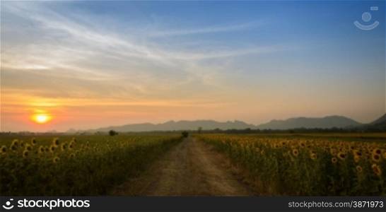 Beautiful landscape with sunflower field on sunset background