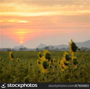 Beautiful landscape with sunflower field on sunset background