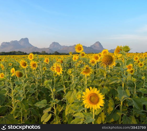 Beautiful landscape with sunflower field over blue sky with mountain background