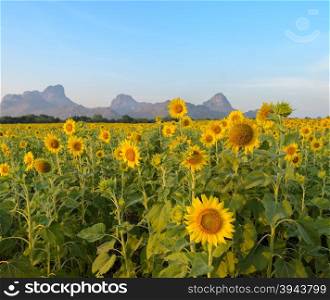 Beautiful landscape with sunflower field over blue sky with mountain background
