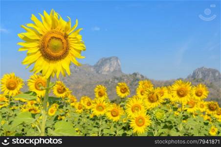 Beautiful landscape with sunflower field over blue sky with mountain background