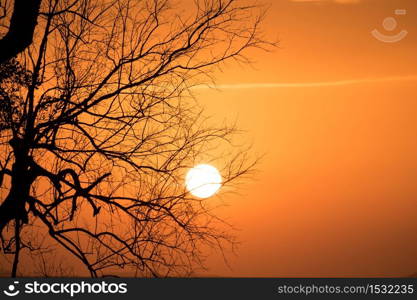 Beautiful landscape with tree Branches silhouette at sunset