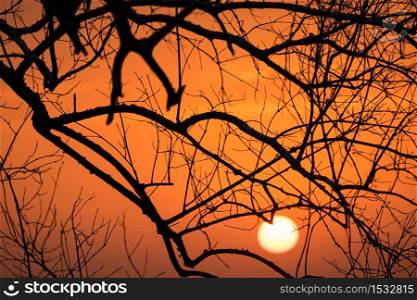 Beautiful landscape with tree Branches silhouette at sunset