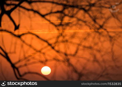 Beautiful landscape with tree Branches silhouette at sunset