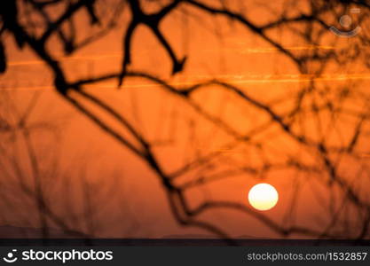 Beautiful landscape with tree Branches silhouette at sunset