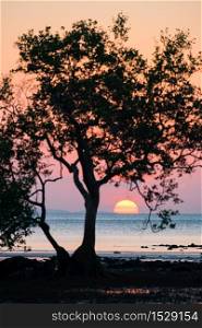 Beautiful landscape with trees silhouette at sunset on sea
