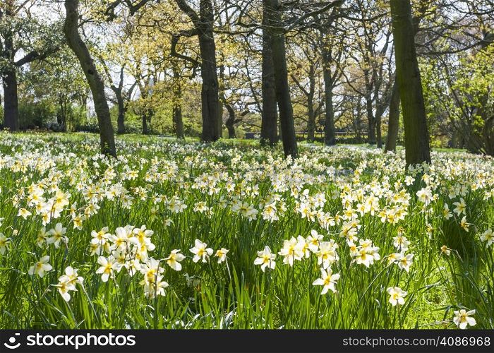 Beautiful landscape with white flowers in the forest