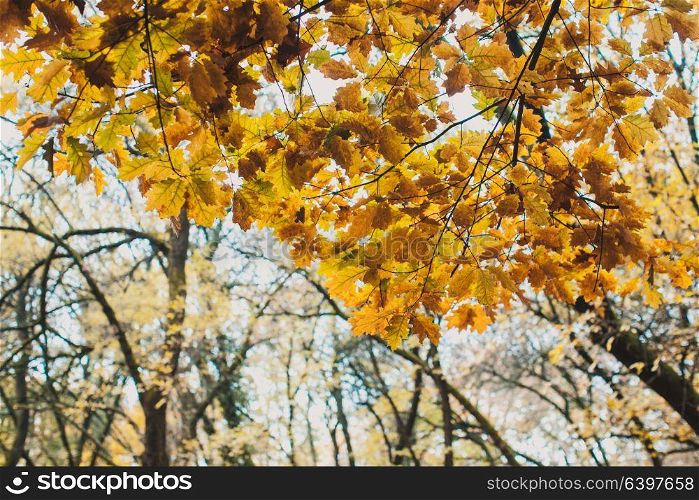 Beautiful landscape with yellow oak leaves close up. Autumn in the park