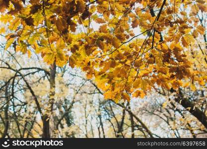 Beautiful landscape with yellow oak leaves close up. Autumn in the park