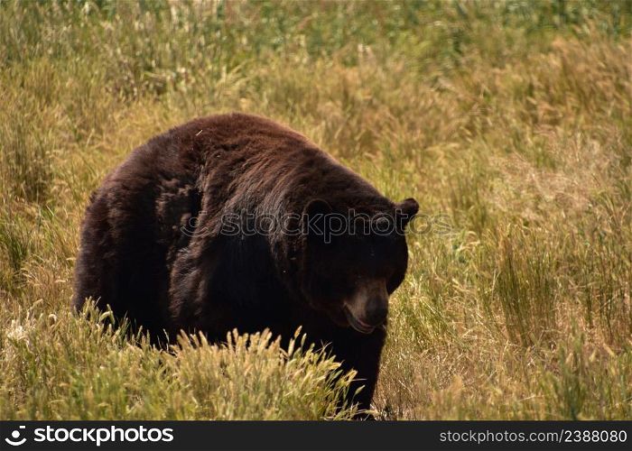 Beautiful large black bear ambling along in tall grasses in a field.
