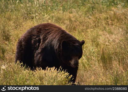 Beautiful large black bear ambling along in tall grasses in a field.