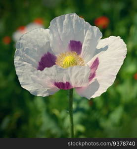 Beautiful large white flowers of the plant in the field. White poppies. 