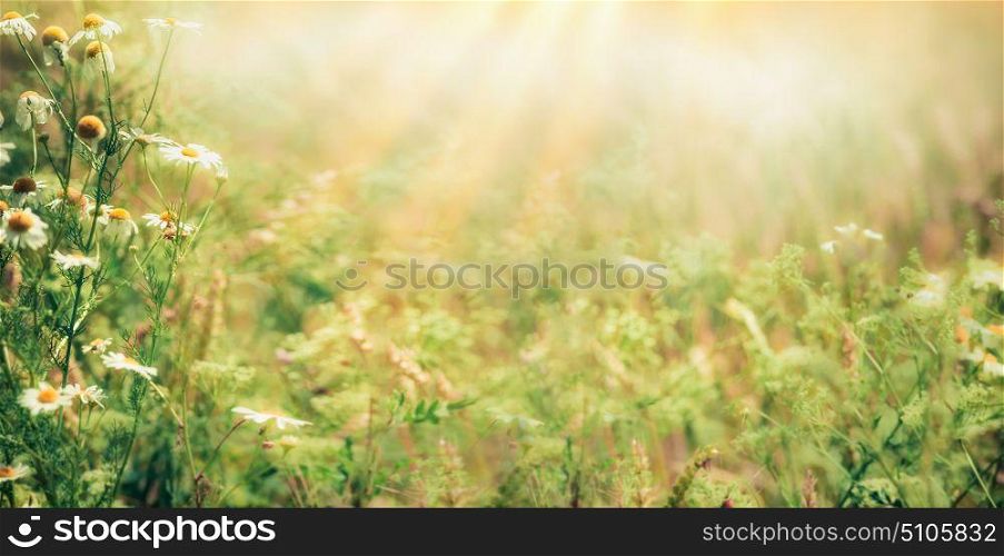 Beautiful late summer outdoor nature background with Wild herbs and flowers on meadow with sunbeams, banner