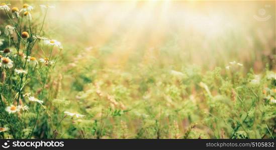 Beautiful late summer outdoor nature background with Wild herbs and flowers on meadow with sunbeams, banner