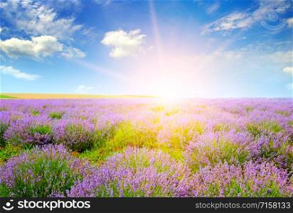 Beautiful lavender field at sunset. Agricultural landscape.