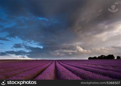 Beautiful lavender field during Summer Sunset
