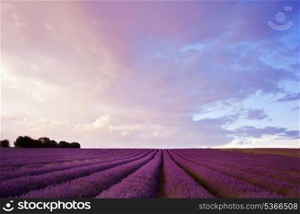 Beautiful lavender field during Summer Sunset