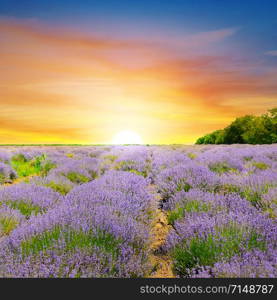 Beautiful Lavender field, sunset and lines.