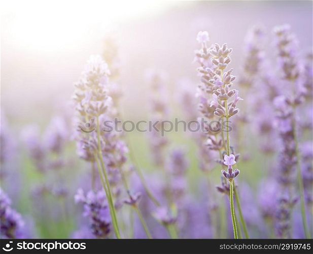 Beautiful lavender field with sun flare and shallow depth of field differential focus technique