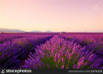 Beautiful lavender fields at sunrise Provence France focus on foreground
