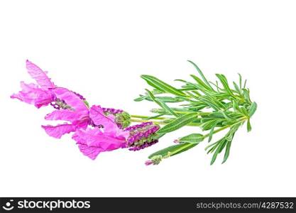 Beautiful lavender flower isolated on white background