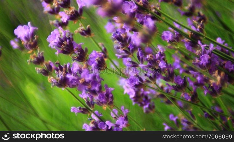 Beautiful lavender flowers close up
