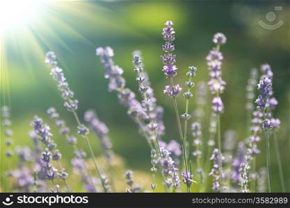 beautiful lavenders flowers