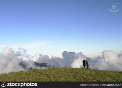Beautiful lawn and clouds, which is a sambar grazing. This photo is in Taiwan National Park by shooting.