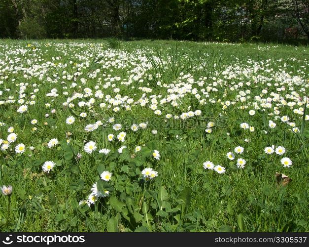 beautiful lawn in a park dotted with daisies