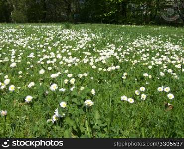 beautiful lawn in a park dotted with daisies