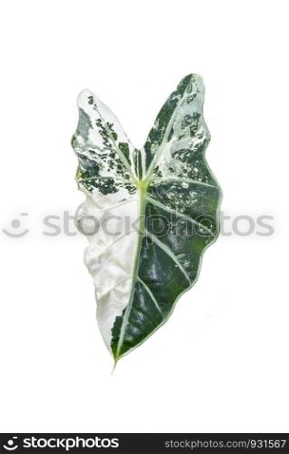 Beautiful leaf isolated on white background. Fantasy variegated leaf in green and white color.