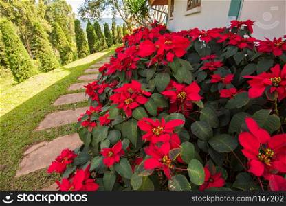 Beautiful leaf red background / Poinsettia red flowers blooming in the garden front yard or Christmas star flowers plant (Euphorbia pulcherrima)
