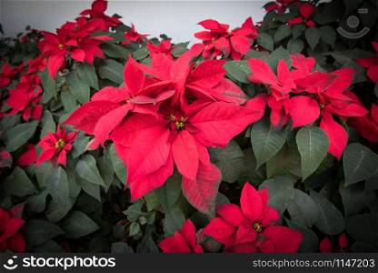 Beautiful leaf red background / Poinsettia red flowers blooming in the garden front yard or Christmas star flowers plant (Euphorbia pulcherrima)