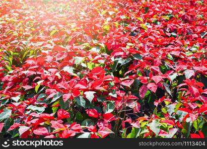 Beautiful leaf red poinsettia background blooming in the garden or Christmas star flowers plant / Euphorbia pulcherrima