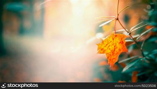 Beautiful leaves in autumn garden or park, fall nature background, banner