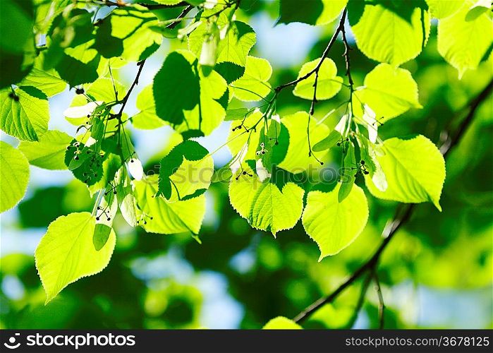 Beautiful leaves of linden close-up at sunny day
