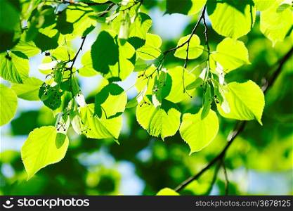 Beautiful leaves of linden close-up at sunny day