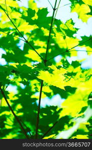 Beautiful leaves of maple close-up at sunny day