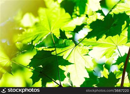 Beautiful leaves of maple close-up at sunny day
