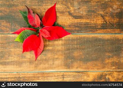 Beautiful leaves of poinsettia plant on wooden background.