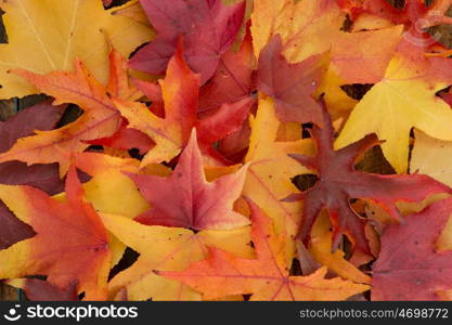 Beautiful leaves with many colors from the autumn