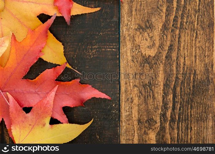 Beautiful leaves with many colors from the autumn