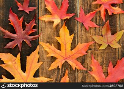 Beautiful leaves with many colors from the autumn
